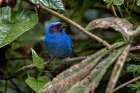 Masked flowerpiercer-Ecuador Art Print
